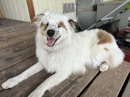 Opie