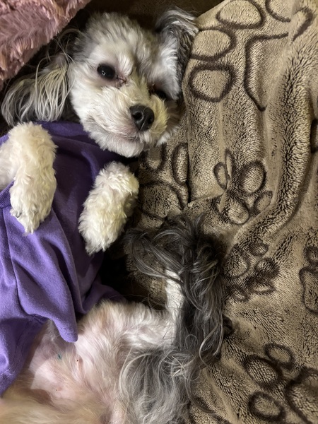 Pixie