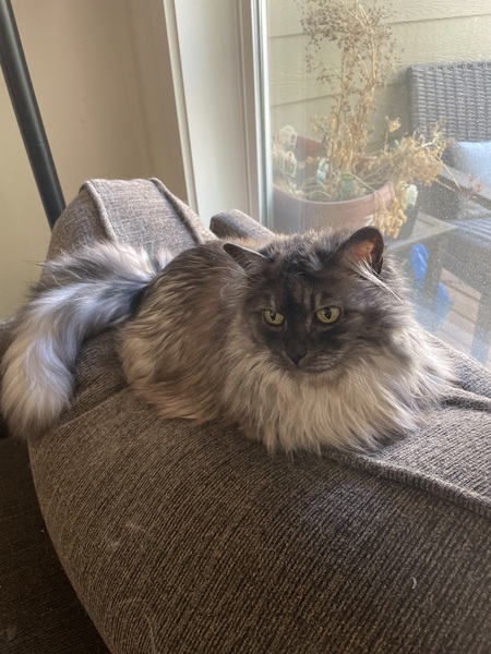 Libby