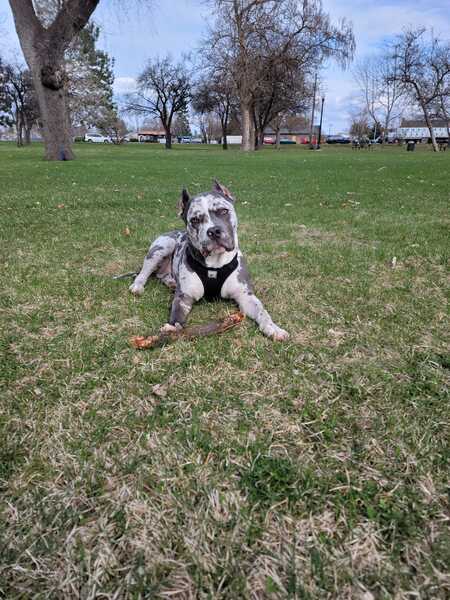 Bowser