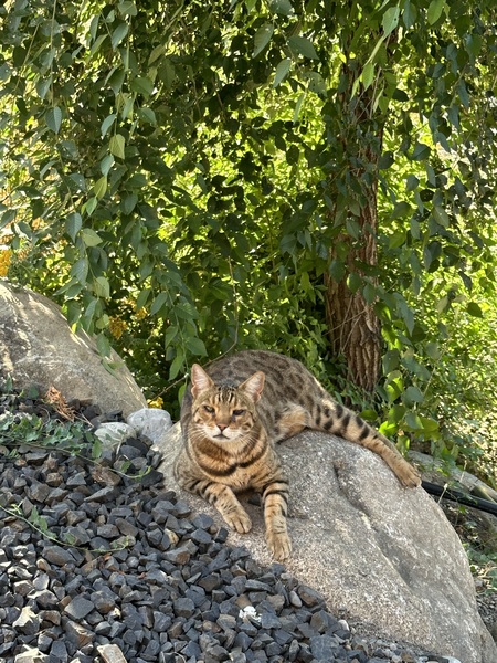 Simba