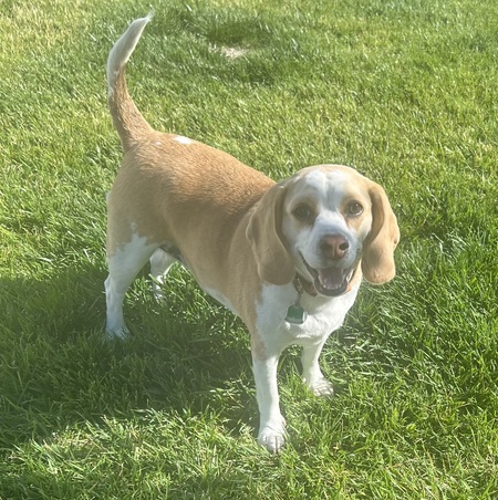 Daisy