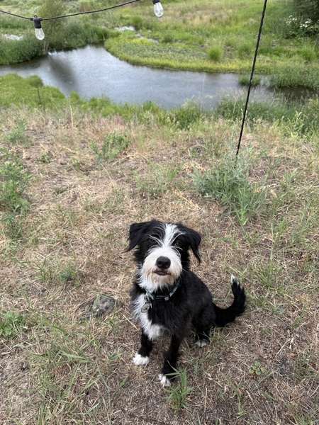 Finn