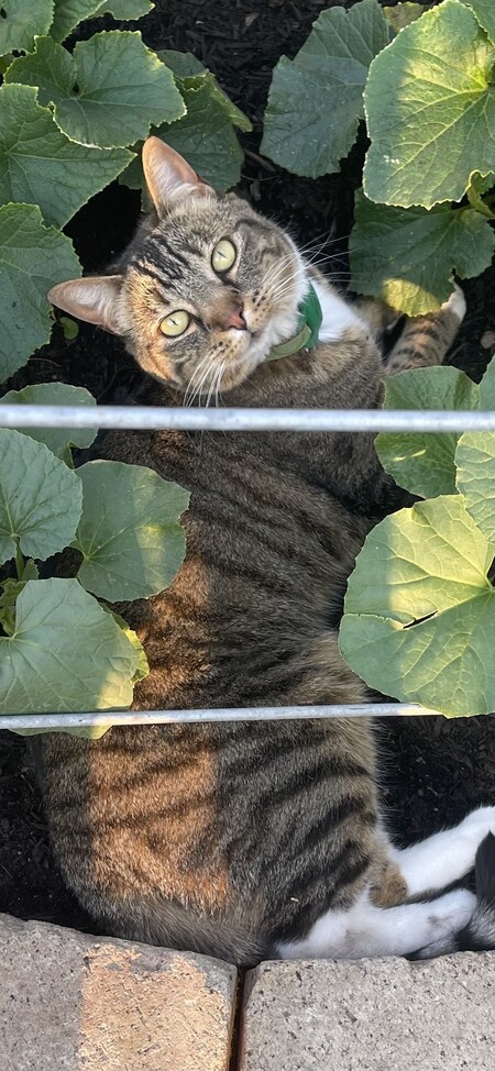Metta