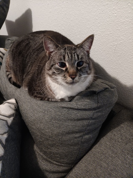 DeeDee