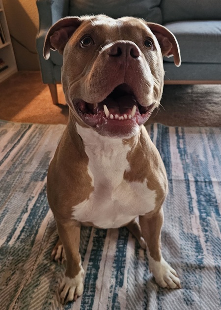 Mazie