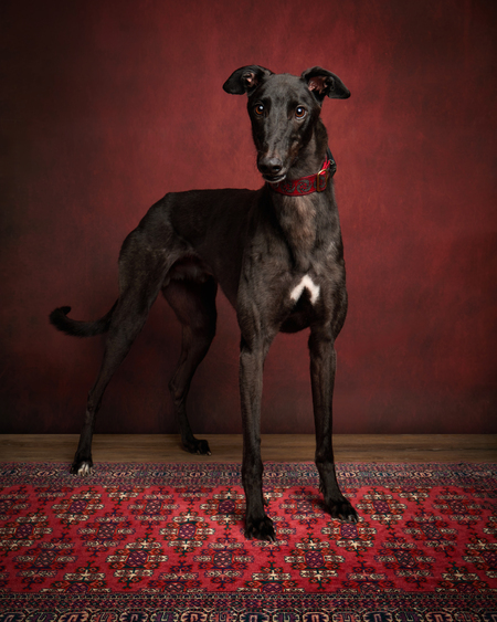 Sirius