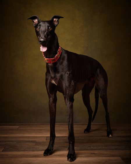 Loki