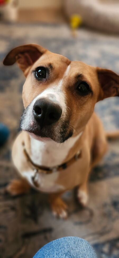 Josie