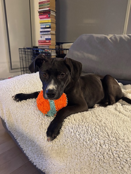 Piper