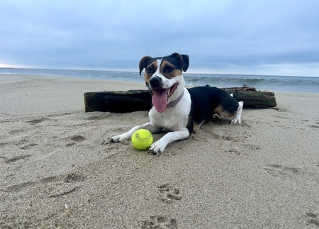 Everything Beagle (E.B.)