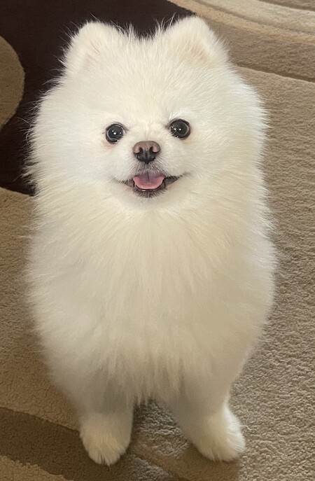 Simba
