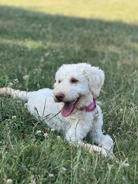 Nellie