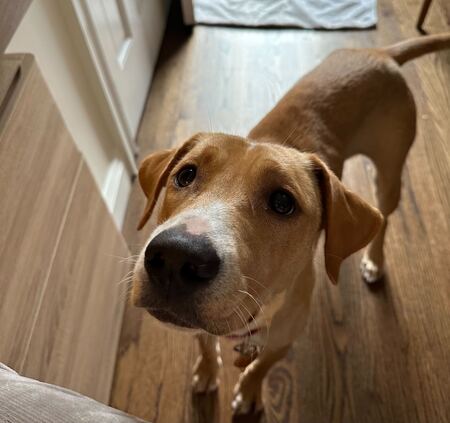 Sadie