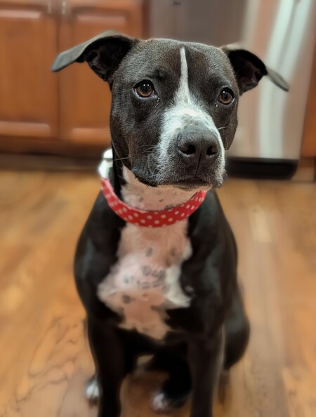 Bobbi
