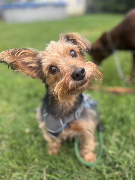 Lil Louie 