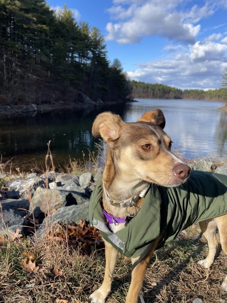 Hazel