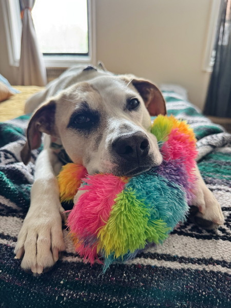 Georgie Girl