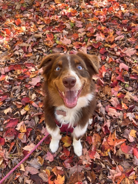 Bindi