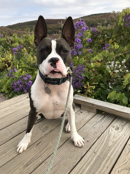 Cecilia