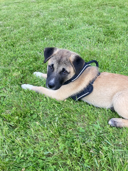 Max