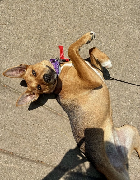 Harley
