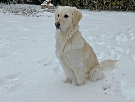 Shiloh 