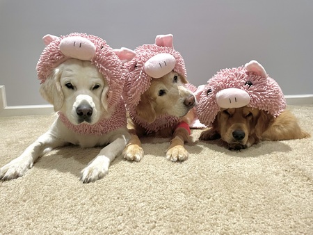 Sadie (Pawdry Hepburn), Maddie & Trooper (Grayson)