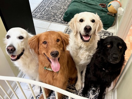 Foster Faces