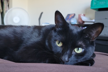 Nova