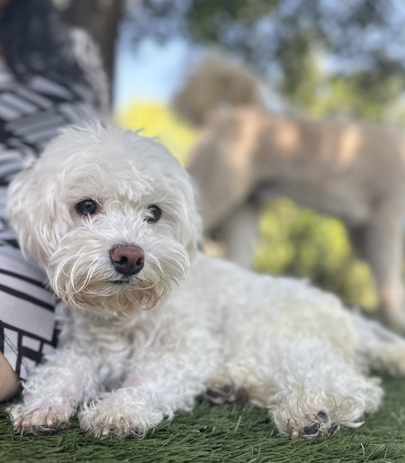 Luna Belle 