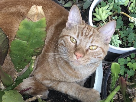 Entry image for Simba. Clicking this image will show a larger photo