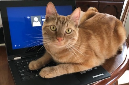 Simba