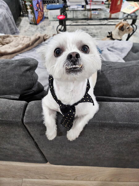 Benji