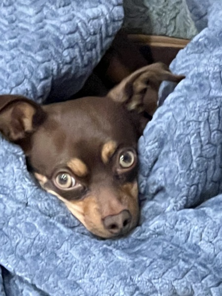 Ellie
