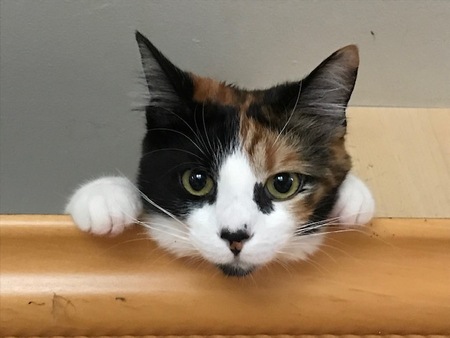 Mollie