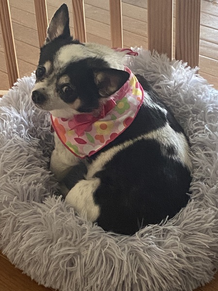 Entry image for Peanut. Clicking this image will show a larger photo