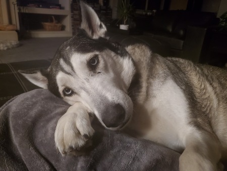 Huckleberry