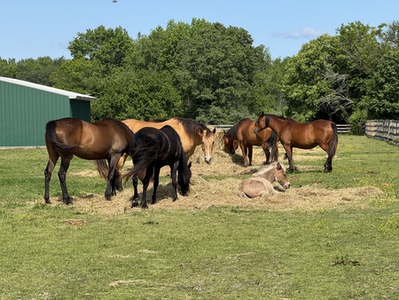 Diva,Stormy,Glory,Ollie,Lady,Prince