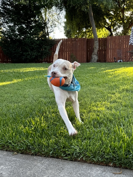 Phoebe