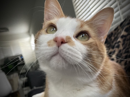 Leopold