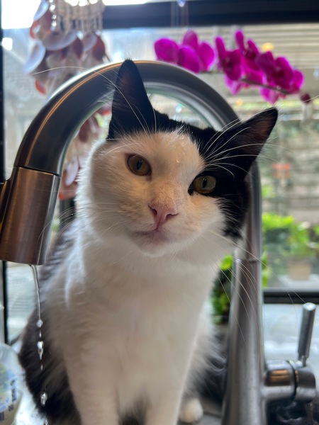 Gus