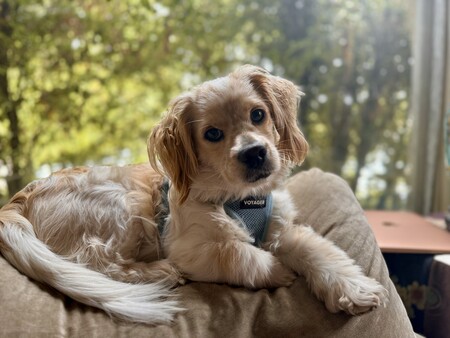 Teddy