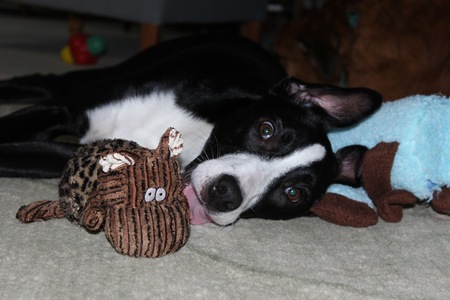 Cooper