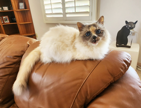 Gabriella