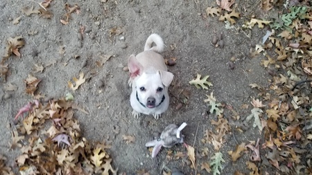 Bandit
