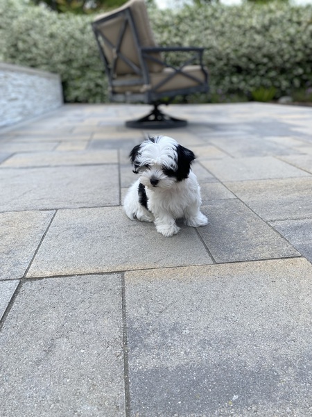 Lola