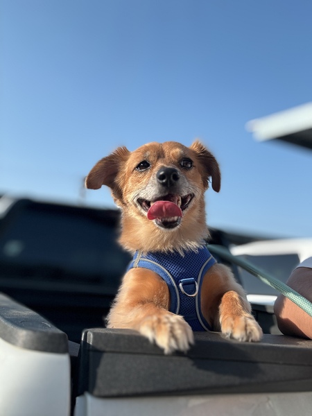 Cooper