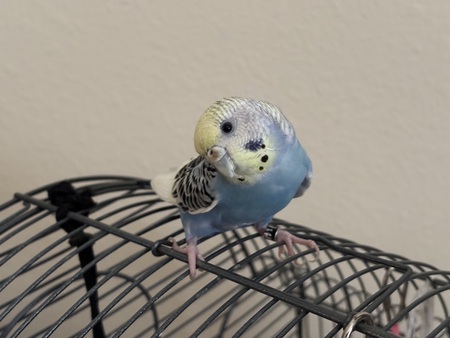 Blueberry