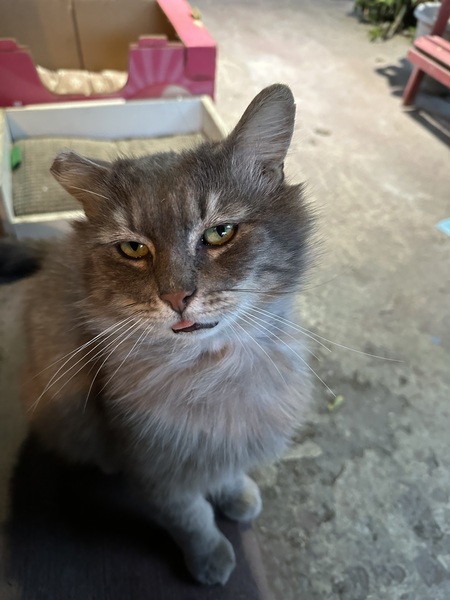 Don Gato